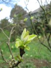 quince buds 2